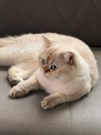 Britse Korthaar poes Mimi – ter adoptie, Poes, Ingeënt