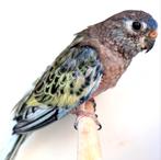 Mooi broedrijp koppel gezoomde bourkes, Dieren en Toebehoren, Vogels | Parkieten en Papegaaien, Meerdere dieren, Parkiet