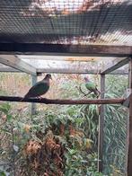 Kweekkoppel groenvleugelduiven, Dieren en Toebehoren, Meerdere dieren, Geringd