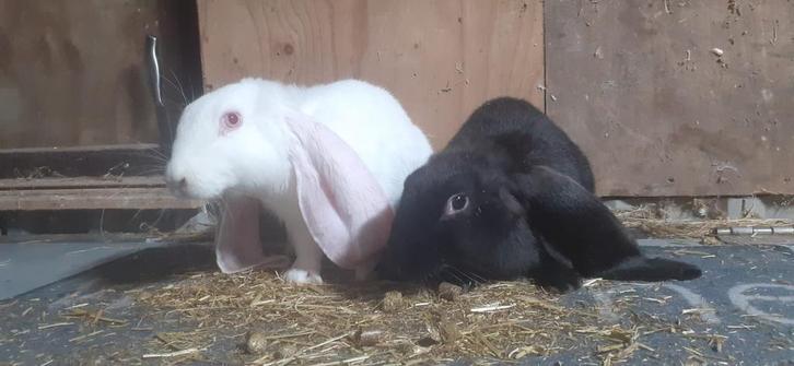 Hangoor konijnen, Dieren en Toebehoren, Konijnen, Groot, Meerdere dieren, 0 tot 2 jaar, Hangoor