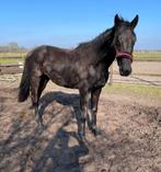 KWPN twenter merrie, Merrie, Met stamboom, Niet van toepassing, Dressuurpaard