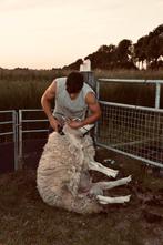✅🐑Schapenscheerder, schaap/🐐geit bekappen, schaapscheerder