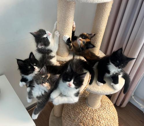 Prachtige Maine Coon kittens (polydactyl), Dieren en Toebehoren, Katten en Kittens | Raskatten | Langhaar, Meerdere dieren, Gechipt