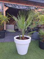 Chamaerops Humilis - Dwergpalm in pot 18cm, Ophalen