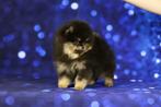 Pomeriaan pups, Dieren en Toebehoren, Honden | Poolhonden, Keeshonden en Oertypen, Particulier, Reu, 8 tot 15 weken, Buitenland