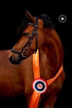 Rooy’s E Teuntje – ervaren Welsh D-pony, Dieren en Toebehoren, Pony's, Z, Gechipt, Ruin, 11 jaar of ouder