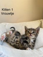 4 kittens ( ALLE GERESEVEERD ), Dieren en Toebehoren, Meerdere dieren, Kortharig