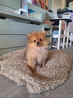 De liefste en mooiste pomeriaan dwergkees pup reutje, Dieren en Toebehoren, Honden | Poolhonden, Keeshonden en Oertypen, Parvo