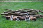 Prachtige Lhasa Apso puppy's pups, 8 tot 15 weken, Meerdere, Nederland, Particulier