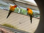 Koppel zonparkieten, Dieren en Toebehoren, Vogels | Parkieten en Papegaaien, Meerdere dieren, Parkiet