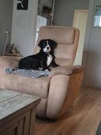 Stafford/kooiker te koop, Dieren en Toebehoren, Honden | Niet-rashonden, CDV (hondenziekte), 15 weken tot 1 jaar, Reu, Eén hond