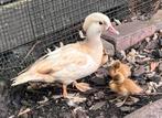 Mandarijneend koppel rood België, Dieren en Toebehoren, Pluimvee, Meerdere dieren, Eend
