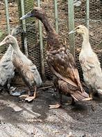Loopeenden 8 weken oud, Dieren en Toebehoren, Pluimvee, Meerdere dieren, Eend