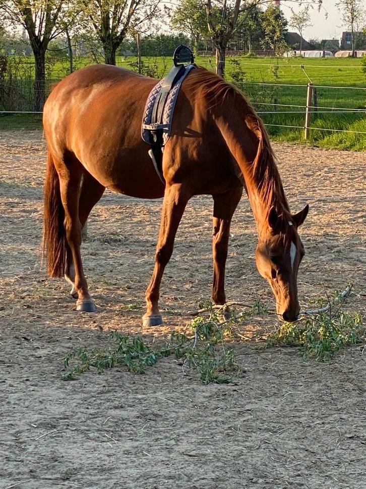 te huur geboorte alarm/ Birth Alarm, Dieren en Toebehoren, Paarden en Pony's | Overige Paardenspullen, Zo goed als nieuw, Overige soorten