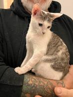 Combi oosterse/devon rex, Dieren en Toebehoren, Katten en Kittens | Raskatten | Korthaar, Ontwormd