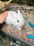 Konijn te koop kleintjes 8 weken oud, Dieren en Toebehoren, Konijnen, Mannelijk