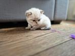 Britse korthaar en langhaar kittens, Dieren en Toebehoren, Meerdere dieren, Ontwormd, 0 tot 2 jaar