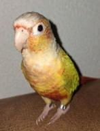 Gezocht: 4-EVER huisje voor tamme pittige pyrrhura!!, Geslacht onbekend, Parkiet, Tam