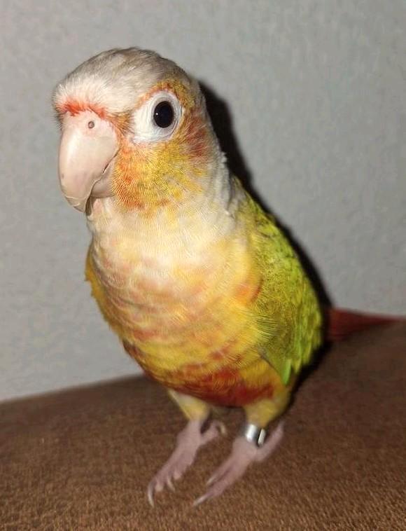 Gezocht: 4-EVER huisje voor tamme pittige pyrrhura!!, Dieren en Toebehoren, Vogels | Parkieten en Papegaaien, Parkiet, Geslacht onbekend