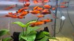 Aquarium platy vissen, Dieren en Toebehoren, Vis