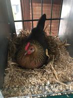 Hollandse kriel patrijs, Dieren en Toebehoren, Pluimvee, Meerdere dieren, Kip