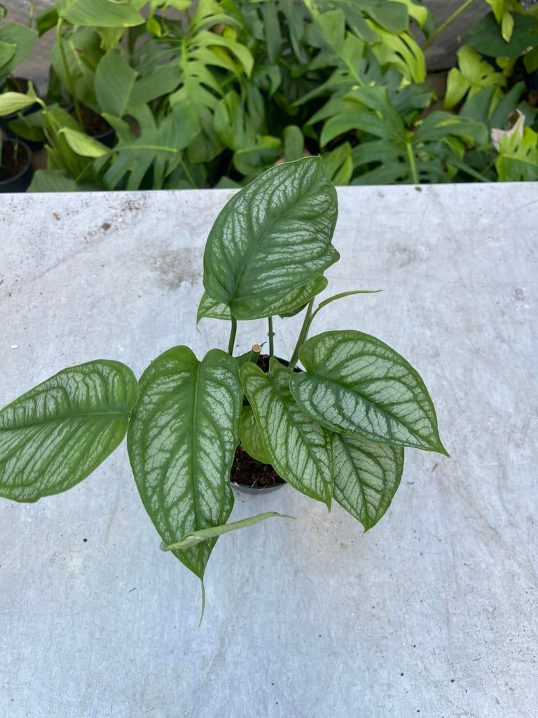 Monstera Siltepecana El Salvador, Huis en Inrichting, Kamerplanten, Ophalen of Verzenden, Halfschaduw, Minder dan 100 cm