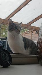 Poes ongeveer 2 jaar GRAAG EERST LEZEN, Dieren en Toebehoren, Katten en Kittens | Overige Katten, Poes, 0 tot 2 jaar