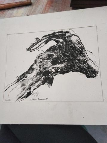 Boomwortel Tekening - Bonatti beschikbaar voor biedingen