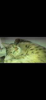 Kitten 18 weken (vrouwtje), Dieren en Toebehoren, Katten en Kittens | Overige Katten, Poes, Kortharig, 0 tot 2 jaar