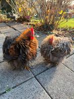 Cochin krul kriel haantjes, Dieren en Toebehoren, Pluimvee, Mannelijk, Kip