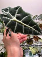 Alocasia polly (3 stekken in 1 pot), Ophalen, Halfschaduw, Minder dan 100 cm