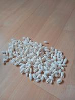 Decoratieve schelpjes schelpen, Ophalen of Verzenden, Zo goed als nieuw, Overige kleuren, Minder dan 50 cm