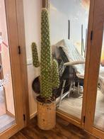 Grote cactus in pot, 200 cm of meer, Ophalen of Verzenden, Zo goed als nieuw, Overige vormen