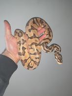 0.1 desertghost OD dh pied/clown, Dieren en Toebehoren, Reptielen en Amfibieën, Slang