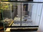 Leuk beginners paludarium, Dieren en Toebehoren, Reptielen en Amfibieën | Toebehoren, Ophalen, Gebruikt, Terrarium of Paludarium
