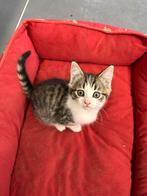 Prachtig nestje, nog 1 knappe dame beschikbaar, Dieren en Toebehoren, Katten en Kittens | Overige Katten, Meerdere dieren, Kortharig