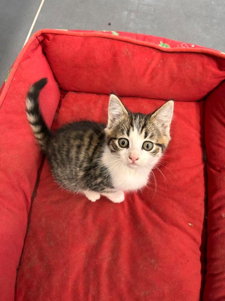 Prachtig nestje, nog 1 knappe dame beschikbaar, Dieren en Toebehoren, Katten en Kittens | Overige Katten, Kortharig, Meerdere dieren