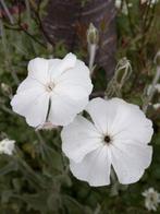 zaden Lychnis coronaria alba, Verzenden, Voorjaar, Volle zon, Zaad