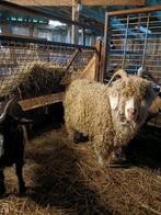 Angora geit, Dieren en Toebehoren, Vrouwelijk, Geit