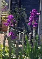 Baardiris paars - bloemenpracht voor uw tuin!, Ophalen of Verzenden, Lente, Overige soorten, Volle zon