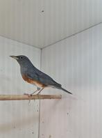 1-0 grijskap lijster, Dieren en Toebehoren, Vogels | Overige Vogels, Mannelijk, Tropenvogel, Geringd
