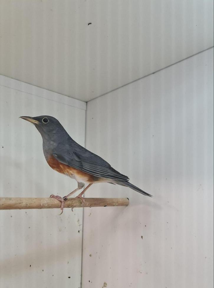 1-0 grijskap lijster, Dieren en Toebehoren, Vogels | Overige Vogels, Tropenvogel, Mannelijk, Geringd