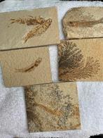 5 x fossielen 4 x vis 1 x blad, Verzamelen, Mineralen en Fossielen, Ophalen, Fossiel