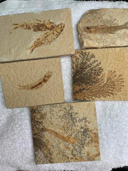 5 x fossielen 4 x vis 1 x blad, Verzamelen, Mineralen en Fossielen, Fossiel, Ophalen