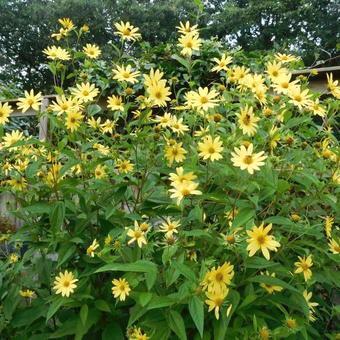 Helianthus 'Lemon queen'  beschikbaar voor biedingen