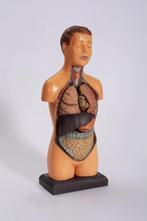 50’s Vintage Anatomie Model, Antiek en Kunst, Curiosa en Brocante, Ophalen of Verzenden