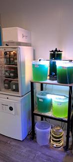 Verse fytoplankton voor het zeeaquarium, Dieren en Toebehoren, Vissen | Aquaria en Toebehoren, Ophalen of Verzenden, Nieuw, Overige typen