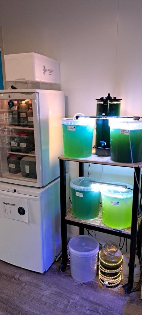 Verse fytoplankton voor het zeeaquarium, Dieren en Toebehoren, Vissen | Aquaria en Toebehoren, Nieuw, Overige typen, Ophalen of Verzenden