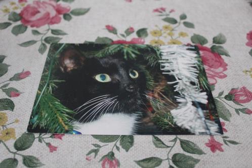 Katten Postkaart - Zwart witte Poes zit onder Kerstboom, Kat, Verzamelen, Ansichtkaarten | Dieren, Ongelopen, 1980 tot heden, Hond of Kat