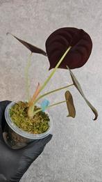 Alocasia Cuprea *Red Secret*, Ophalen of Verzenden, Halfschaduw, Minder dan 100 cm